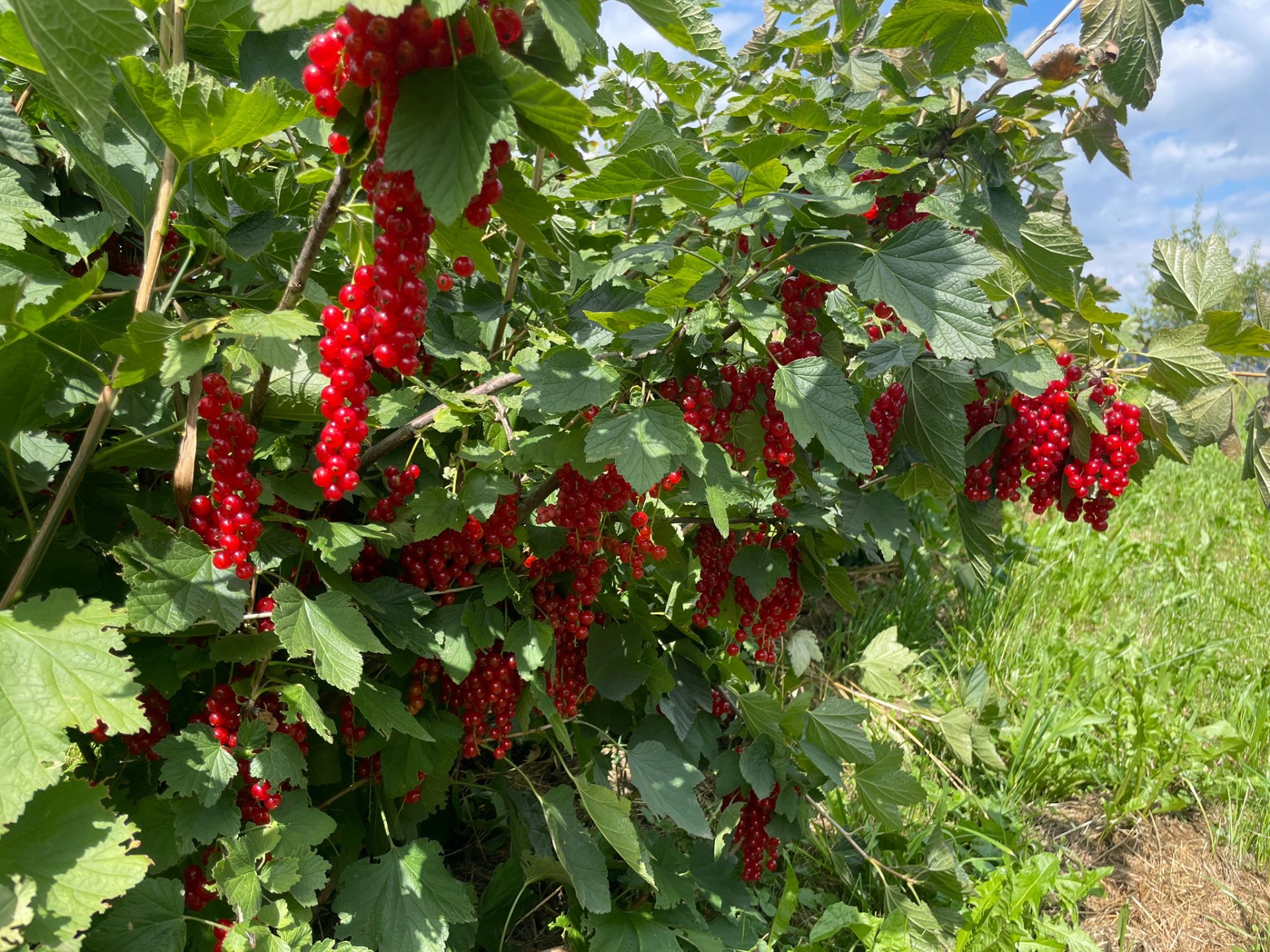 Johannisbeeren 250g Schale