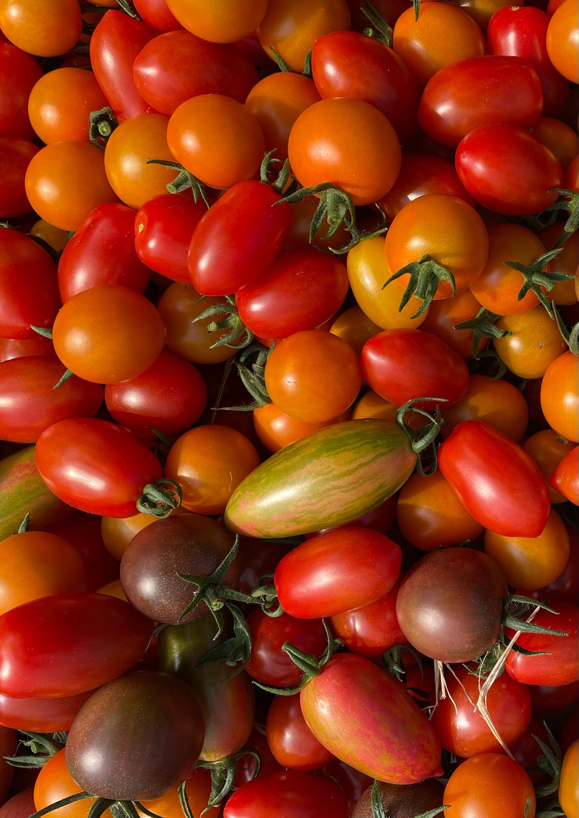 Tomaten Cherry/Dattel