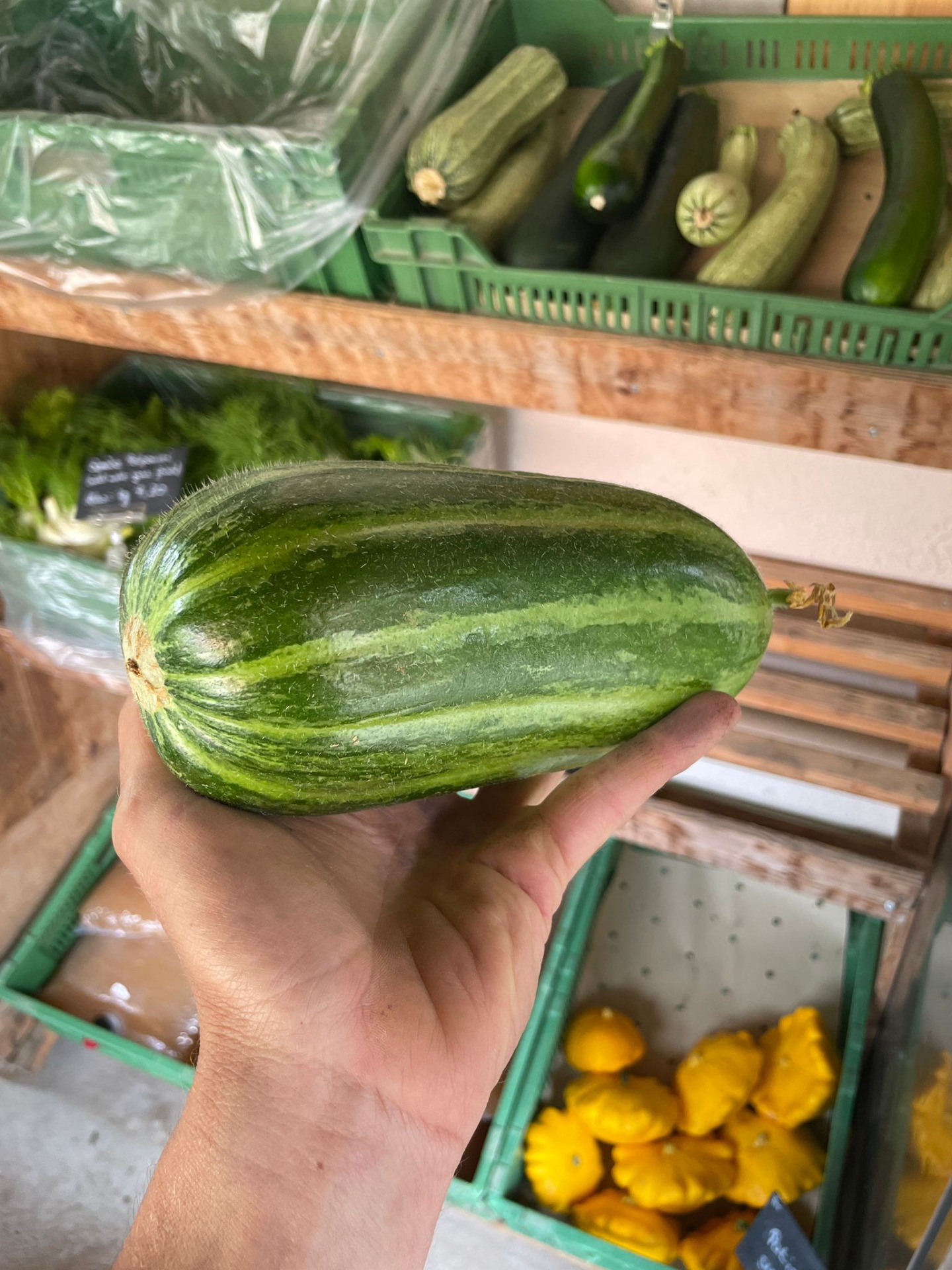 Meloncella (Melonen-Gurke) pro Stück